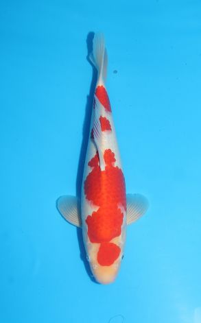 Kohaku