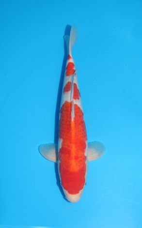 Kohaku