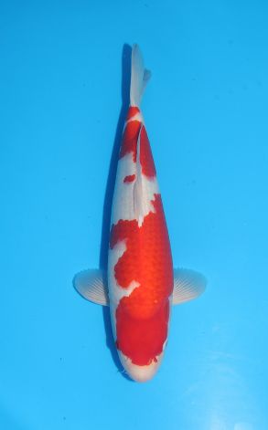 Kohaku