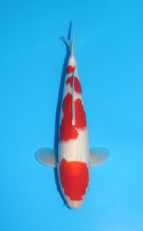 Kohaku
