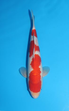 Kohaku
