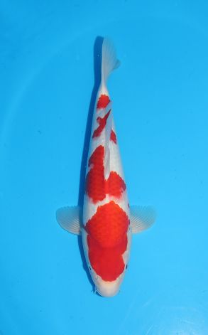 Kohaku