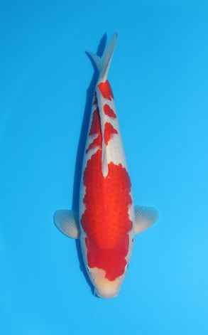 Kohaku