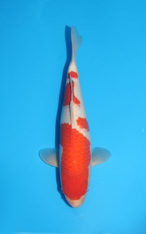 Kohaku