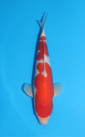 Kohaku