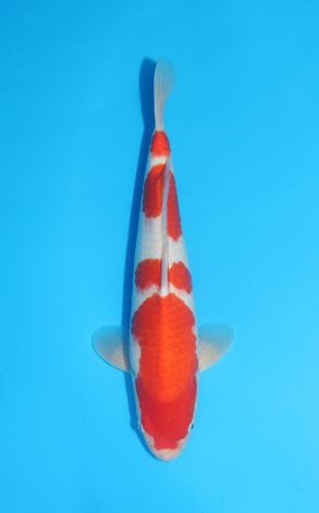 Kohaku