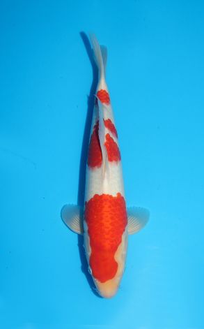 Kohaku