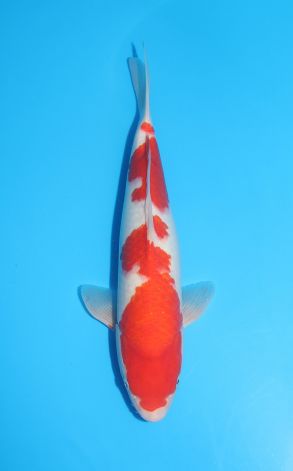 Kohaku