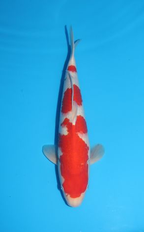 Kohaku