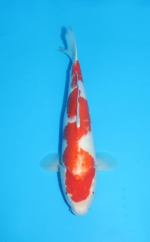 Kohaku
