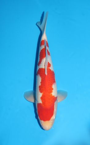 Kohaku