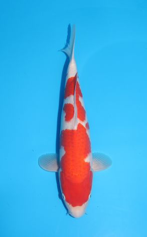 Kohaku