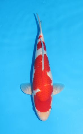 Kohaku