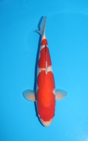 Kohaku