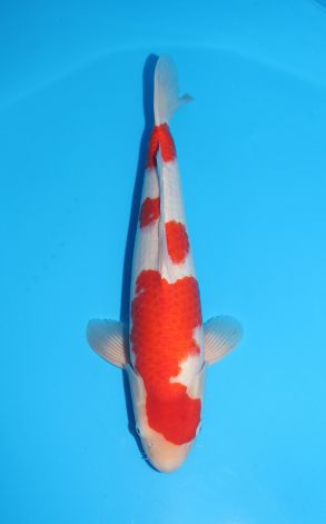 Kohaku