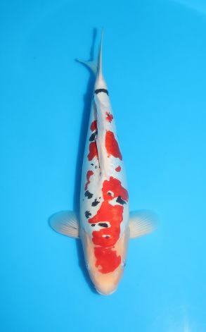 Doitsu Sanke Tsubosumi