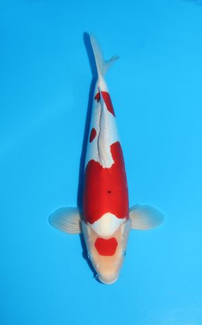 Doitsu Maruten Sanke