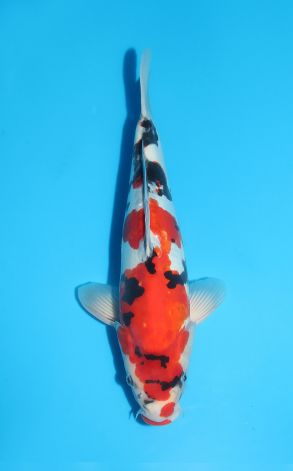 Doitsu Kuchibeni Showa