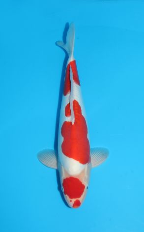 Doitsu Maruten Kohaku