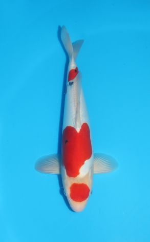 Doitsu Maruten Sanke