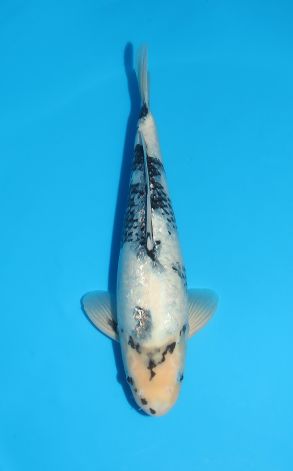 Gin Rin Shiro Utsuri