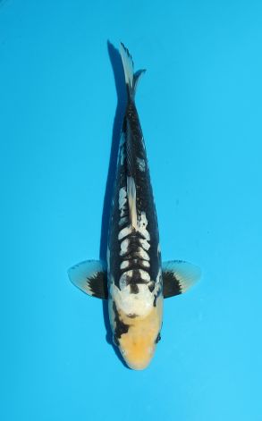 Gin Rin BIg Scale Kumonryu