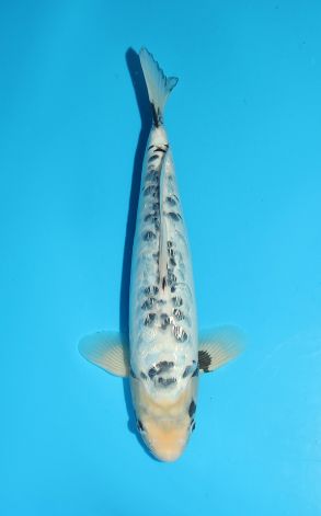 Gin Rin BIg Scale Kumonryu