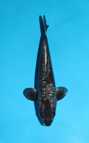 Doitsu Gin Rin Kogane Ochiba