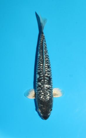 Gin Rin BIg Scale Kumonryu