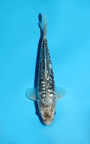 Gin Rin BIg Scale Kumonryu