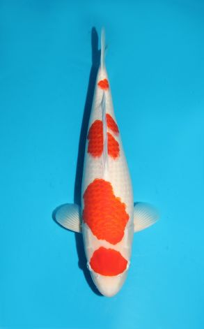 Maruten Kohaku