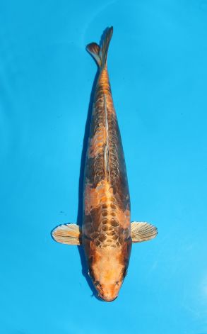 Doitsu Kin Ki Utsuri