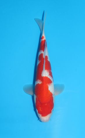 Kohaku