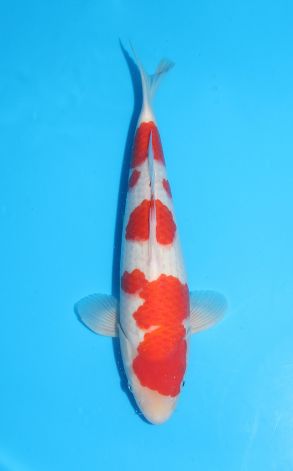 Kohaku
