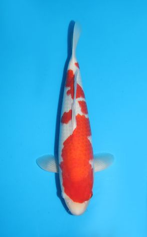 Kohaku