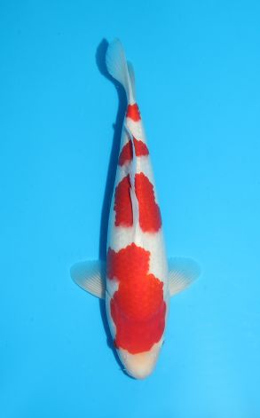 Kohaku