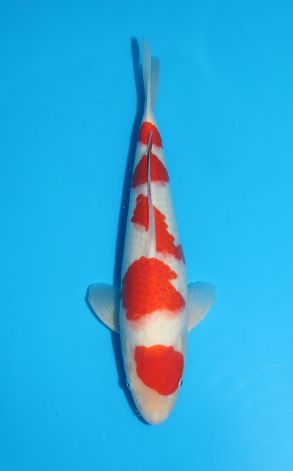 Kohaku