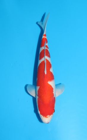 Kohaku