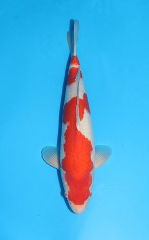 Kohaku