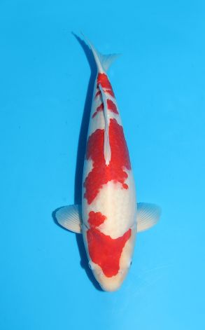 Kohaku