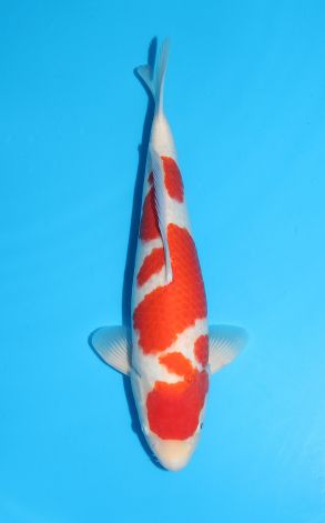 Kohaku