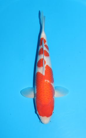 Kohaku