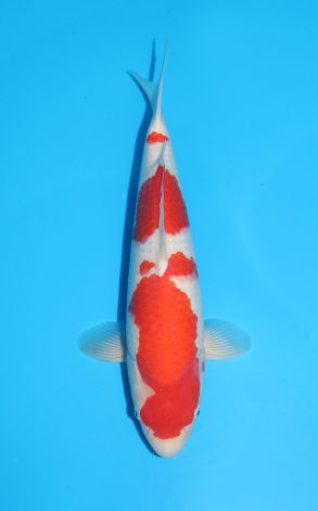 Kohaku