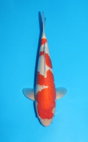 Kohaku
