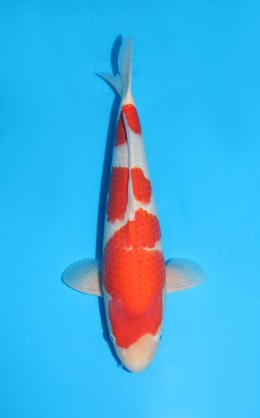 Kohaku