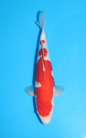 Kohaku