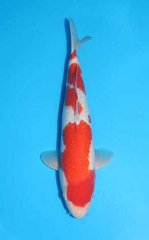 Kohaku