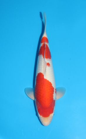 Kohaku