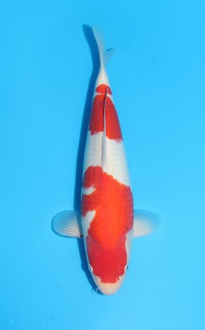 Kohaku