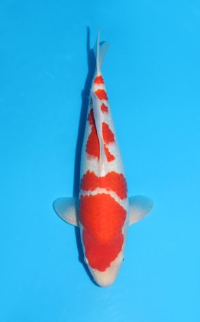 Kohaku